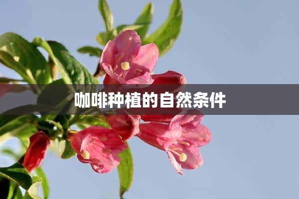 咖啡种植的自然条件