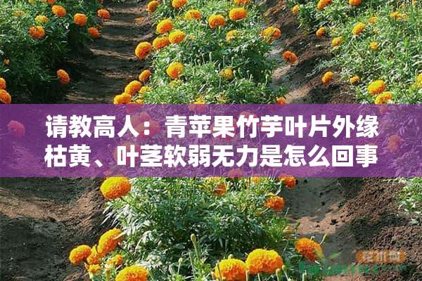 请教高人：青苹果竹芋叶片外缘枯黄、叶茎软弱无力是怎么回事？