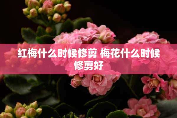 红梅什么时候修剪 梅花什么时候修剪好