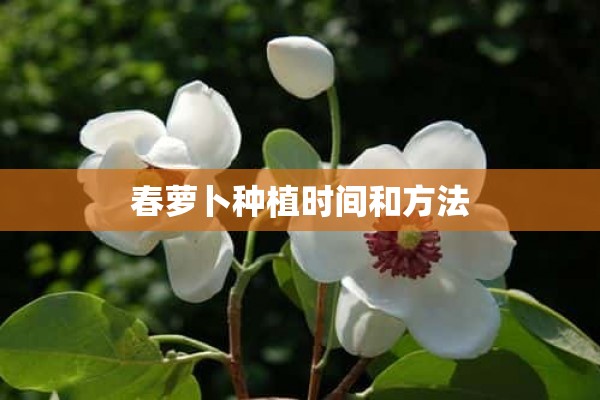 春萝卜种植时间和方法