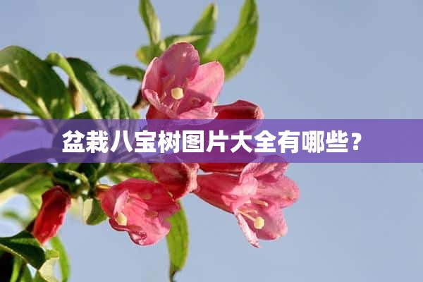 盆栽八宝树图片大全有哪些？