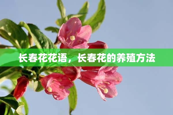 长春花花语，长春花的养殖方法