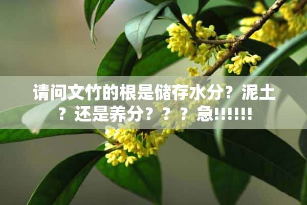 请问文竹的根是储存水分？泥土？还是养分？？？急!!!!!!