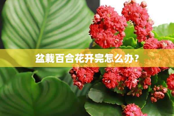 盆栽百合花开完怎么办？