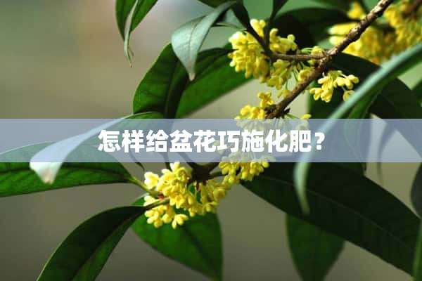 怎样给盆花巧施化肥？