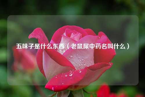 五味子是什么东西（老鼠屎中药名叫什么） 花卉