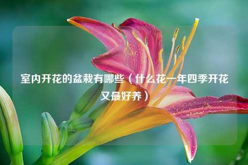 室内开花的盆栽有哪些（什么花一年四季开花又最好养） 花卉