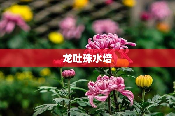 龙吐珠水培