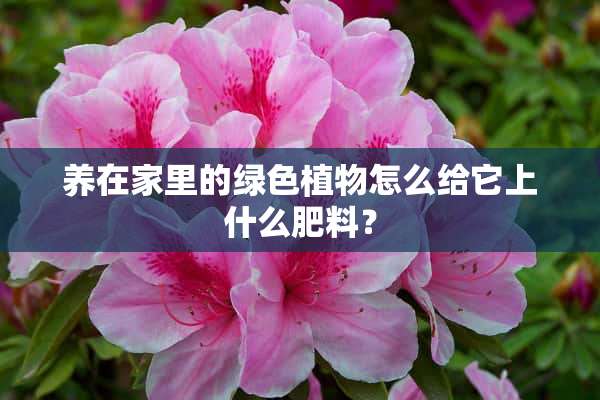 养在家里的绿色植物怎么给它上什么肥料？