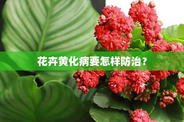 花卉黄化病要怎样防治？