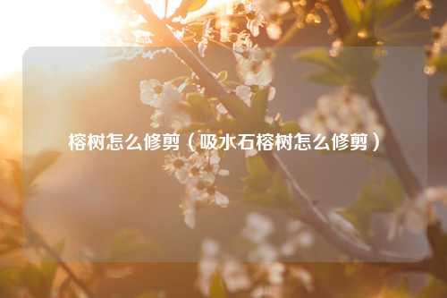 榕树怎么修剪（吸水石榕树怎么修剪） 花卉