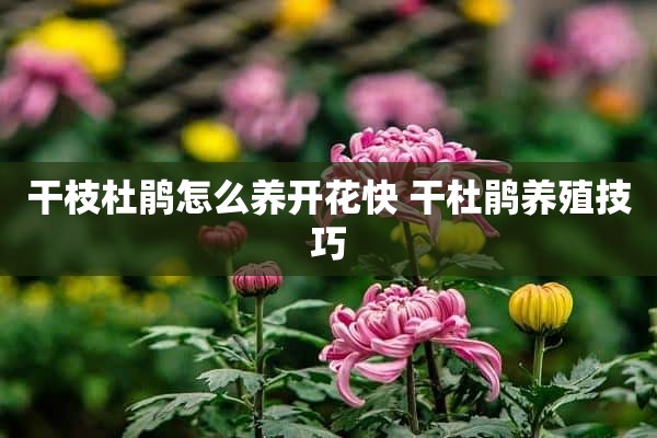 干枝杜鹃怎么养开花快 干杜鹃养殖技巧