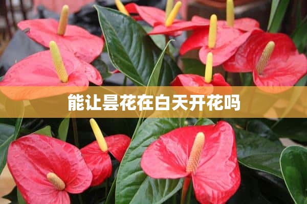 能让昙花在白天开花吗