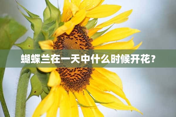 蝴蝶兰在一天中什么时候开花？