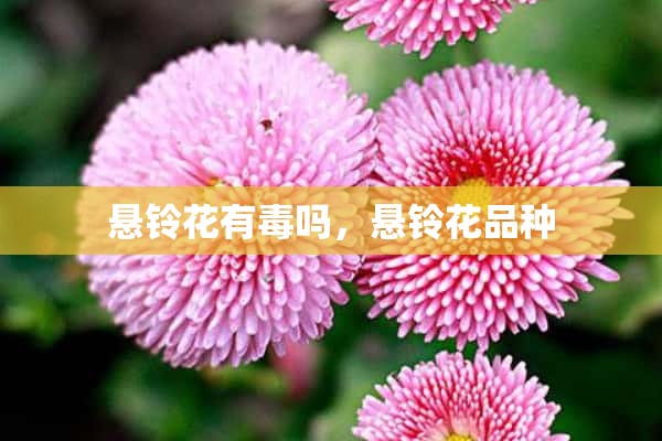 悬铃花有毒吗，悬铃花品种