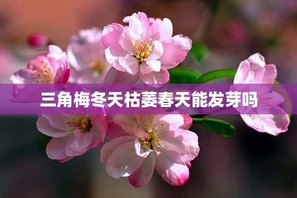 三角梅冬天枯萎春天能发芽吗