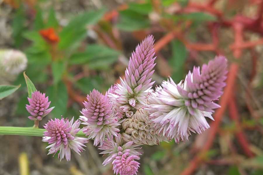 蒿秕类植物主要包括哪些？