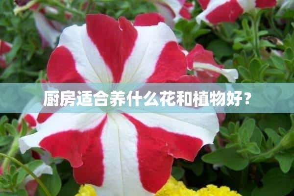 厨房适合养什么花和植物好？