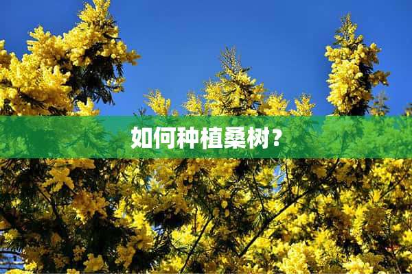 如何种植桑树？