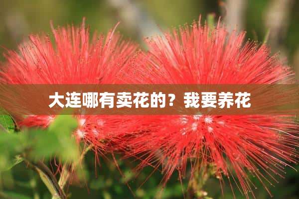 大连哪有卖花的？我要养花