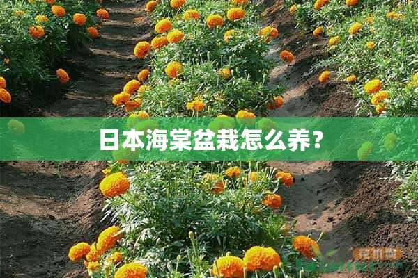 日本海棠盆栽怎么养？