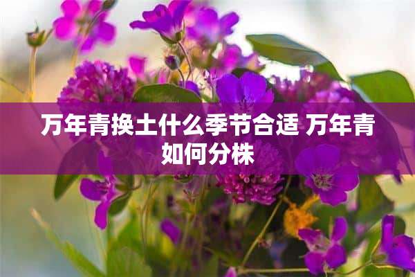 万年青换土什么季节合适 万年青如何分株