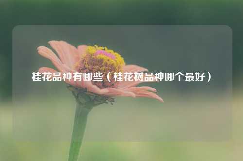 桂花品种有哪些（桂花树品种哪个最好） 花卉