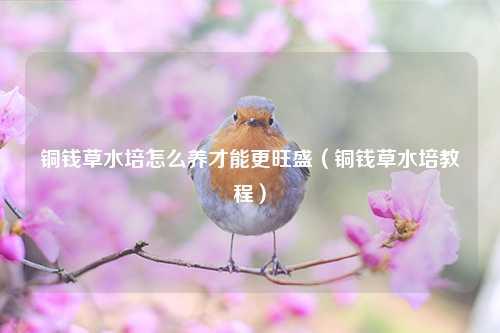 铜钱草水培怎么养才能更旺盛（铜钱草水培教程） 花卉