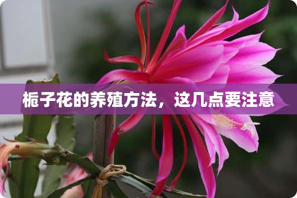 栀子花的养殖方法，这几点要注意