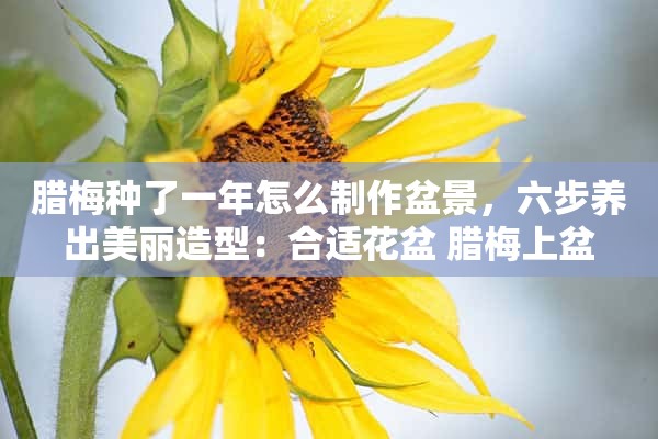 腊梅种了一年怎么制作盆景，六步养出美丽造型：合适花盆 腊梅上盆