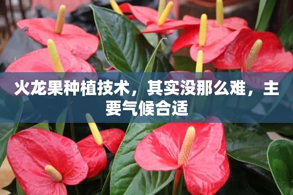 火龙果种植技术，其实没那么难，主要气候合适