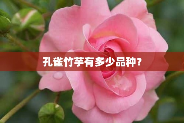 孔雀竹芋有多少品种？