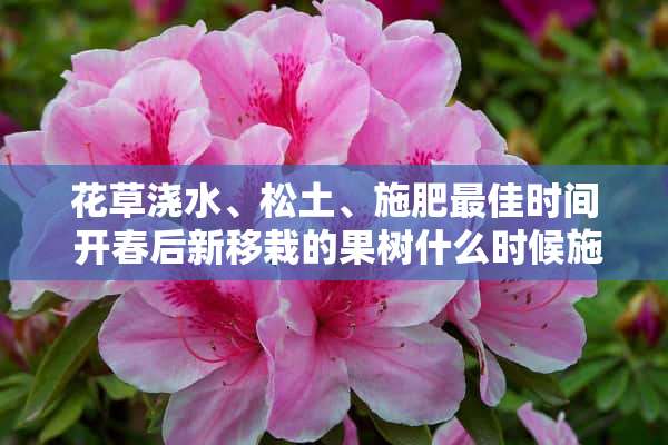 花草浇水、松土、施肥最佳时间 开春后新移栽的果树什么时候施肥？复合肥能行吗