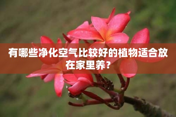 有哪些净化空气比较好的植物适合放在家里养？