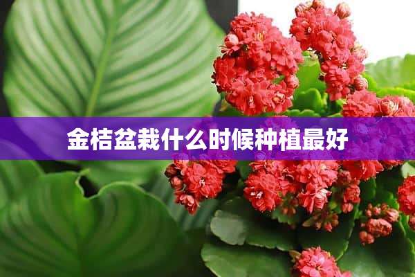 金桔盆栽什么时候种植最好