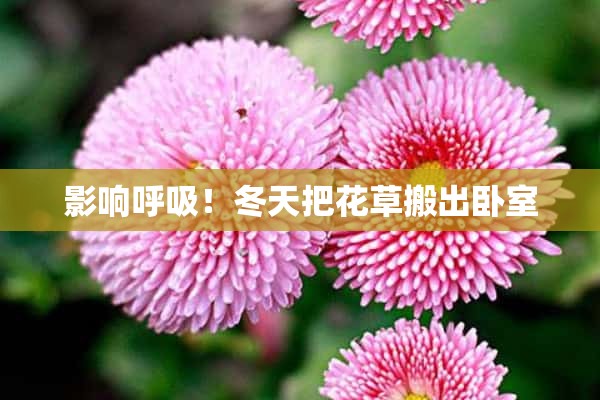 影响呼吸！冬天把花草搬出卧室