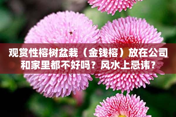 观赏性榕树盆栽（金钱榕）放在公司和家里都不好吗？风水上忌讳？