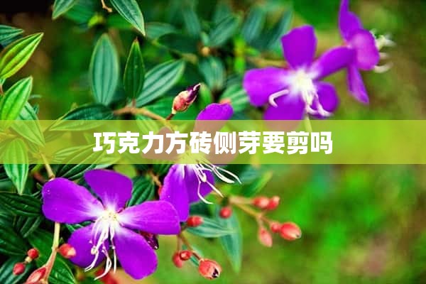 巧克力方砖侧芽要剪吗