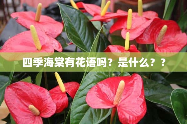 四季海棠有花语吗？是什么？？