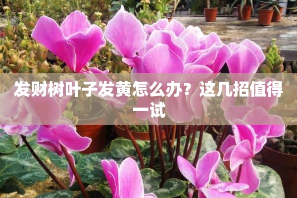 发财树叶子发黄怎么办？这几招值得一试