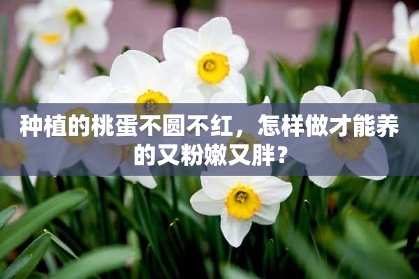 种植的桃蛋不圆不红，怎样做才能养的又**又胖？