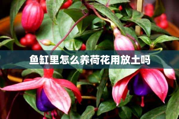 鱼缸里怎么养荷花用放土吗