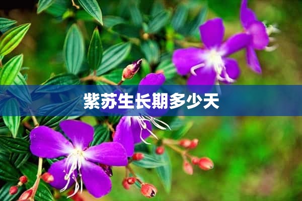 紫苏生长期多少天