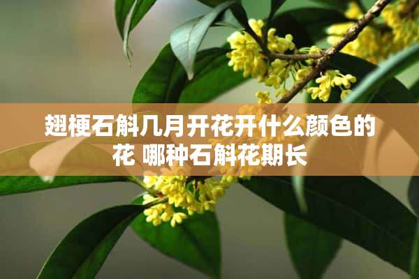 翅梗石斛几月开花开什么颜色的花 哪种石斛花期长