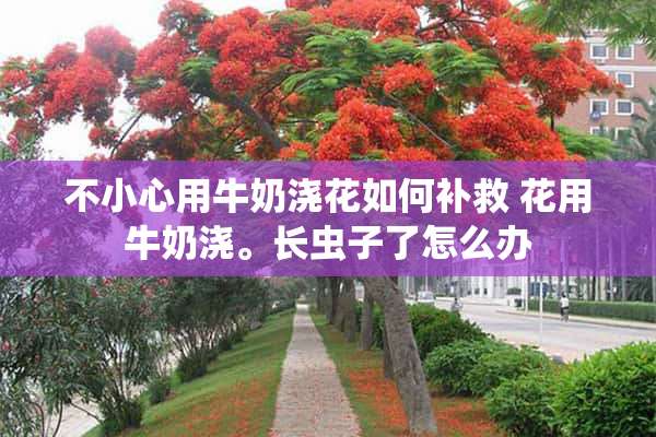 不小心用牛奶浇花如何补救 花用牛奶浇。长虫子了怎么办