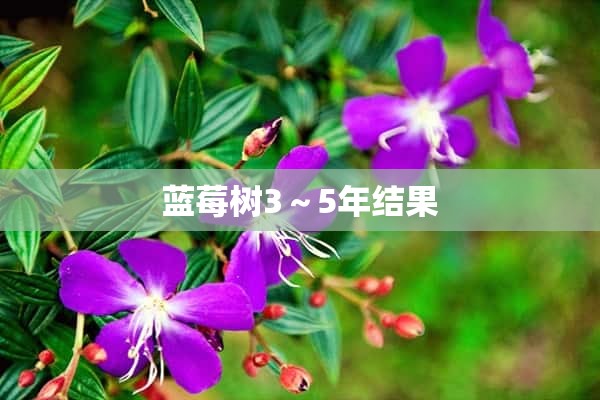 蓝莓树3～5年结果