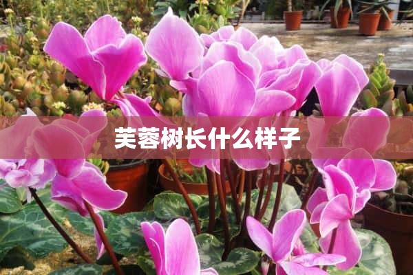 芙蓉树长什么样子