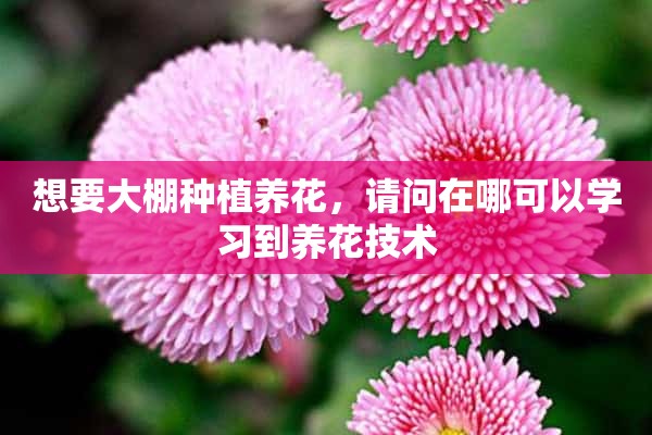 想要大棚种植养花，请问在哪可以学习到养花技术