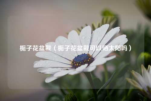 栀子花盆栽（栀子花盆栽可以晒太阳吗）