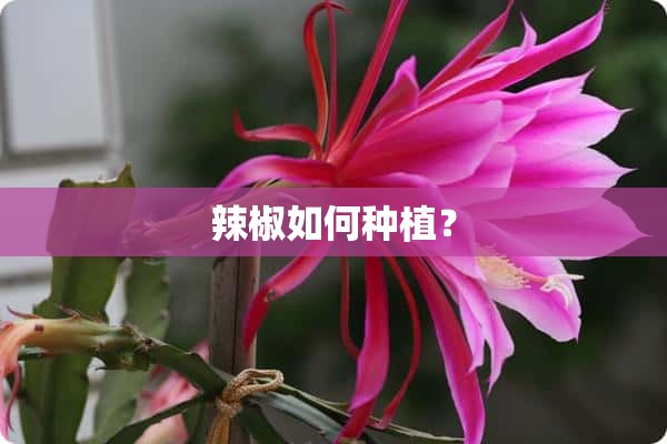 辣椒如何种植？